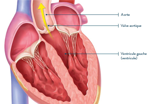 Malformation de la valve aortique : un mécanisme dévoilé · Inserm, La  science pour la santé