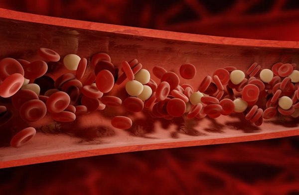 Anticoagulants – Pour fluidifier le sang